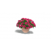 Potted Plant, Petunia (Purple)